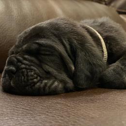 Neapolitan Mastiff Puppies from Battle Born Neos