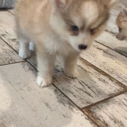 Forge - Silver and white male Pomsky puppy in Gunter, Texas from The Painted Pomsky