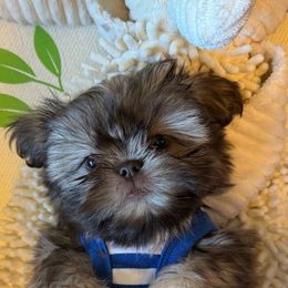 Shih Tzu Puppies from Purse Pup Shih Tzus