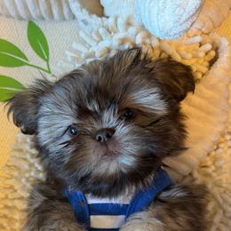 Shih Tzu Puppies from Purse Pup Shih Tzus