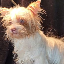Gigi - Yorkshire Terrier