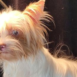Gigi - Yorkshire Terrier