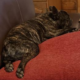 Gus - French Bulldog