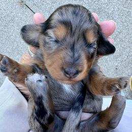 Dapple Female - Dapple female Dachshund puppy in Medina, Ohio from STORIED DOXIES