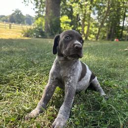 German Shorthaired Pointer Puppies from Red Clay Kennels