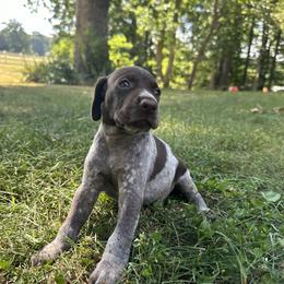 German Shorthaired Pointer Puppies from Red Clay Kennels