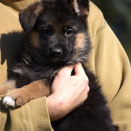 Brie - Black and red female German Shepherd puppy in Hagerstown, Pennsylvania from Euro Deja