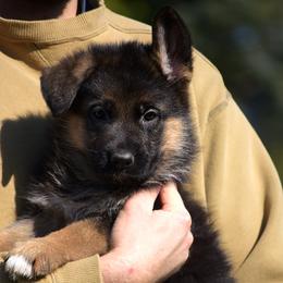 Brie - Black and red female German Shepherd puppy in Hagerstown, Pennsylvania from Euro Deja