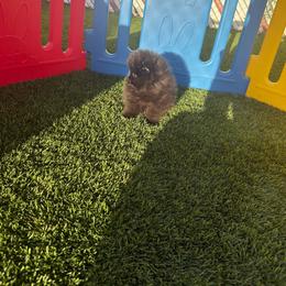 Boy 1 - Black male Pomeranian puppy in Tucson, Arizona from Pomutopia
