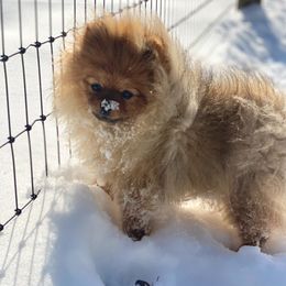 Dolly - Pomeranian