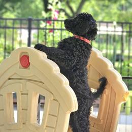 Reba - Black female Double Doodle puppy in Jeddo, Michigan from Bert's Doodles