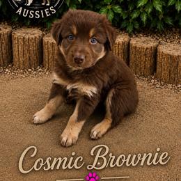 Cosmic Brownie - Red tri-color female Australian Shepherd puppy in Cherry Valley, California from Causey Ranch Aussies
