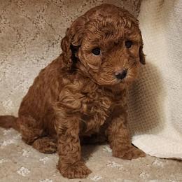 Micro-Mini Tangerine - Red female Labradoodle puppy in Los Molinos Ca, California from Sunshine Sanctuary Doodles