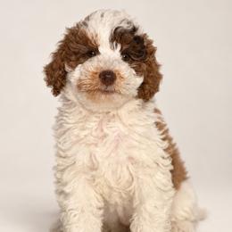 Chocolate Merle - male Australian Mountain Doodle puppy in Spanish Fork, Utah from Little Puppy Co.