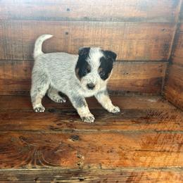 Boy 1 - Blue speckled male Australian Cattle Dog puppy in Mooresboro, North Carolina from Grog Creek Kennel
