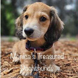 Dachshund Puppies from Monica’s Treasured Dachshunds