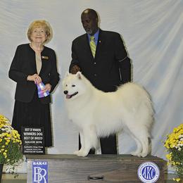 Brier - Samoyed