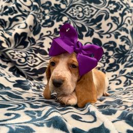 Mary Ann - Red and white female Basset Hound puppy in Monterey, Tennessee from Southern Belles Bassets