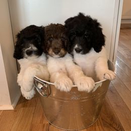 Bernedoodle Puppies from White Oak