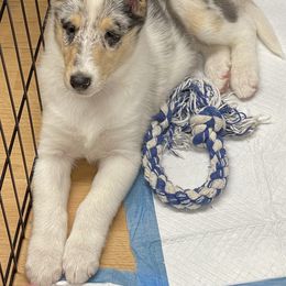 Collie Puppies from Diamund Collies