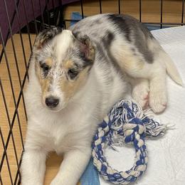 Collie Puppies from Diamund Collies