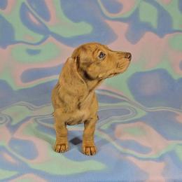 Dachshund Puppies from Newbern's Nuggets