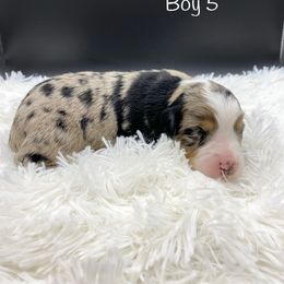 Miniature Australian Shepherd Puppies from Hilltop Aussies