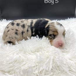 Miniature Australian Shepherd Puppies from Hilltop Aussies
