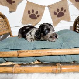 Jetson - Dapple male Dachshund puppy in New Albany, Mississippi from Double A. Doxies