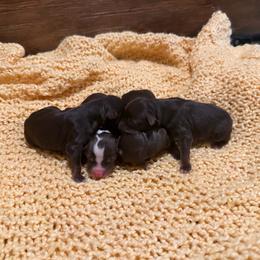 Peach - Red tri female Miniature Australian Shepherd puppy in Ellendale, North Dakota from Ark Acres Kennels