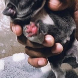 French Bulldogs from Roadrunner Kennels
