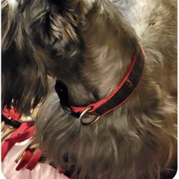 Scottish Terrier Puppies from Gail's Scottish Terriers