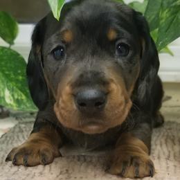 Boy 1 lots of color - Dapple male Dachshund puppy in La Monte, Missouri from Wulff's East LA Puppies