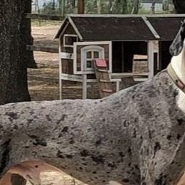 Great Danes from Thistlewood Danes