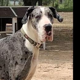 Great Danes from Thistlewood Danes