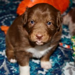 Rosie - Red tri-color female Australian Shepherd puppy in Iota, Louisiana from C'est Bon Aussies Australian Shepherds