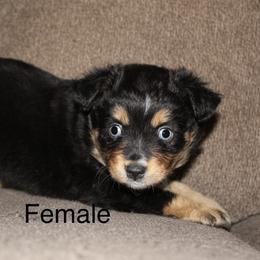 Blue eyed black Tri female - Black tri female Miniature Australian Shepherd puppy in Redding, California from Lavish Luxuries Mini and Toy Australian Shepherds