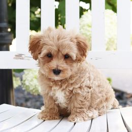 Maltipoo, Shichon, and Shihpoo Puppies from Timbercreek Puppies