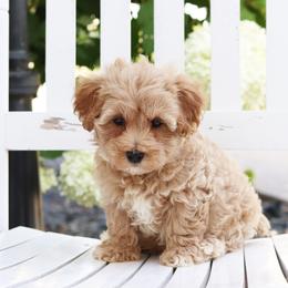 Maltipoo, Shichon, and Shihpoo Puppies from Timbercreek Puppies