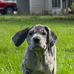 Great Dane Puppies from BkB’s House of Danes