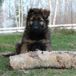 German Shepherd Puppies from Coppermoon German Shepherds