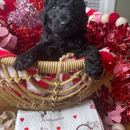 Poodle Puppies from The Stone’s Poodles