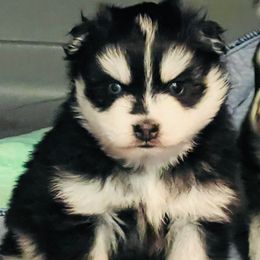 Krampus - Black and white male Pomsky puppy in Monroe, Georgia from Beastly Beauties Huskies & Pomskies