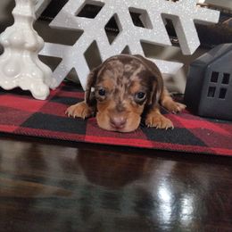 Biscuit - Dapple male Dachshund puppy in Opelika, Alabama from Dachshund Darlins