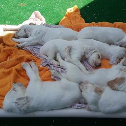 English Setter Puppies from Finlauson's Pet Care Center and Granite State Service Dogs