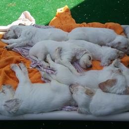 English Setter Puppies from Finlauson's Pet Care Center and Granite State Service Dogs