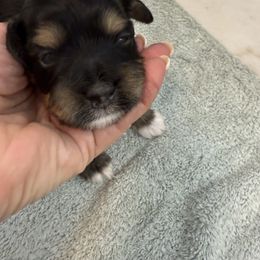 Blaze - Black male Havanese puppy in Semmes, Alabama from Hayden's Havanese