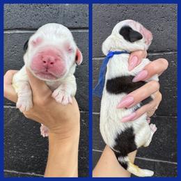 Blue - Mahogany and white male Saint Bernard puppy in Ladysmith, Wisconsin from Northwoods Saint Bernards
