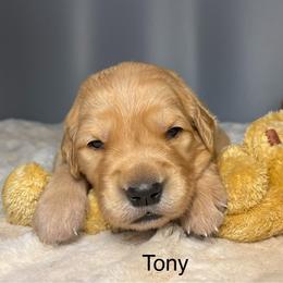Tony - Golden male Golden Retriever puppy in New Ringgold, Pennsylvania from Hawk Mountain Doodles
