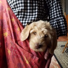 Goldendoodle Puppies from Cottage Companion Doodles